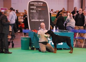 Zeus Crufts 2010