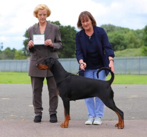 110721 East of England Champ Show DarcyRBCC Judge Allyson KIng