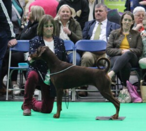 Crufts 2024 Anja